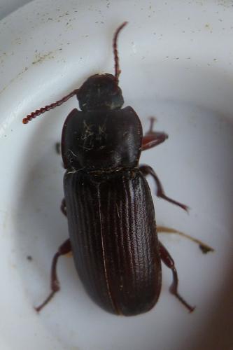 Tenebrio sp.